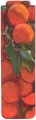 sorolla_003a